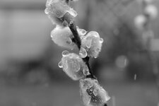 L1020109.jpg