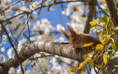 Squirrel2.jpg