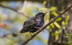 Starling2.jpg