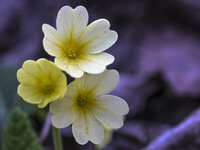 Himmelschlüssel-4952.jpg Himmelschlüssel-4952.jpg