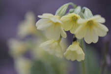 Himmelschlüssel-4949.jpg Himmelschlüssel-4949.jpg