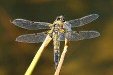 RXM04670.JPG