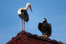 Storch-1.jpg