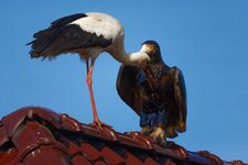 Storch-2.jpg