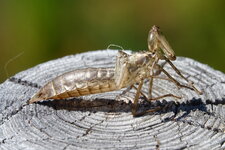RX101423-001.JPG
