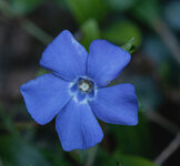 blau 1.jpg blau 1.jpg