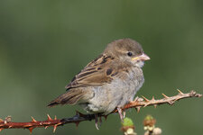 Spatz 250A2221-DeNoiseAI-standard-SharpenAI-Motion Verkleinert auf 1200 Pixel.jpg