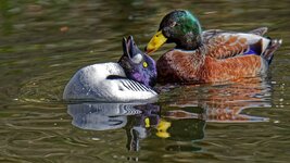 Schellente.jpg Schellente.jpg