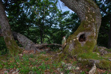 20220517_094310_camera_trap_jura_38.jpg