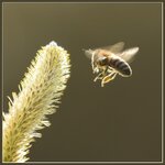 Bienen-Anflug.jpg
