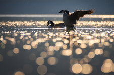 Z71_0367-220323.jpg Z71_0367-220323.jpg