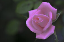 Rose-6199.jpg