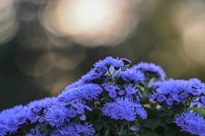 Blaue Blume-6209.jpg