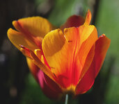 tulp 1.jpg