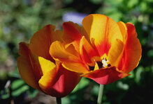 tulp 2.jpg