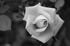 Rose-6226.jpg