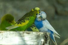 Schmusen kann so schön sein (3).jpg
