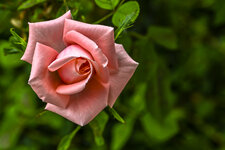 Rose-6219.jpg