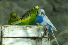 Schmusen kann so schön sein (9).jpg