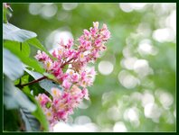 Kastanien-Blüten-Bokeh.jpg