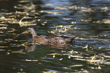 IMG_0946_Canon R_Forum.jpg