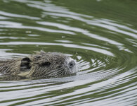 DSC_4067.JPG
