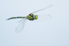 M1X22012_DxO.jpg