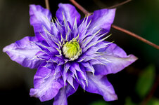 Clematis_s.jpg