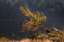 Baum_kl-Arbersee.jpg