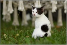 IMG_0472_1.jpg
