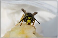IMG_0706.jpg