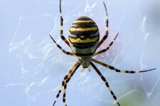 Wespenspinne--20130922-6656.jpg