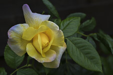 Rose-6097.jpg