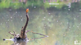 P9140773-2.jpg