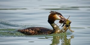 Haubentaucher Nestbau.jpg