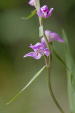 IMGP6218-17 Kopie.jpg