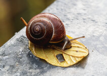 schnecke 1.jpg