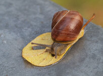 schnecke 2.jpg