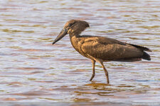 birds_of_gambia_17.jpg