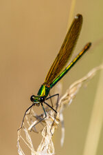 7DM25755-Bearbeitet.jpg 7DM25755-Bearbeitet.jpg