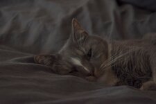 Rufus3.jpg