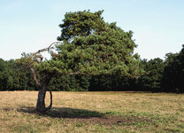 baum 1.jpg