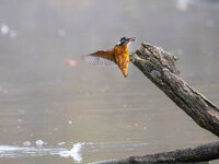 Eisvogel Forum Klein 1.jpg