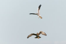 Ww__DSC1272_DxO.jpg