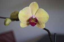 Orchidee.jpg