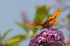 DSC_7415.JPG