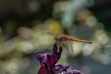 DSC_0605.jpg