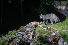 20220706_202822_camera_trap_Jura_163.jpg