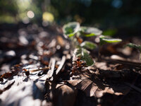 Rote_Waldameisen-Bokeh_Blende_f2_8.jpg