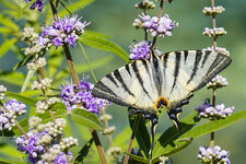 Schmetterling in Kroatien-1113.jpg